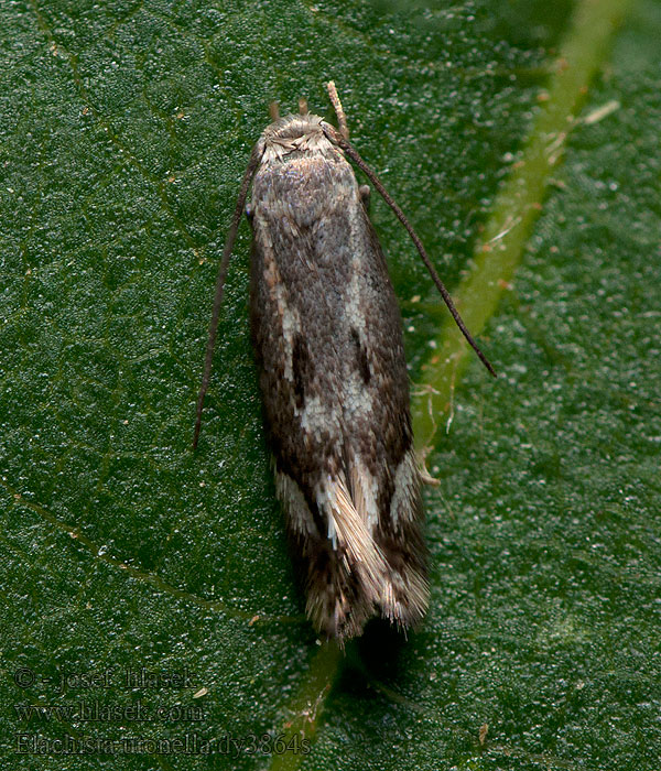 Elachista utonella