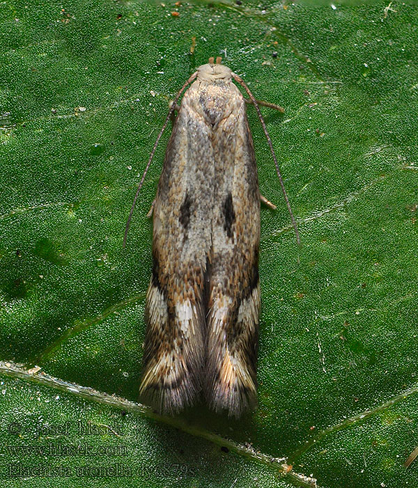 Elachista utonella Gevlekte zeggemineermot