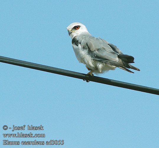 Elanus caeruleus Blackshouldered Black-shouldered Kite Blå Glente