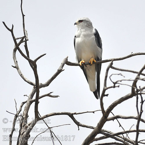 דאה שחורת-כתף Elanus caeruleus Blackshouldered Black-shouldered Kite