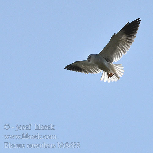 Blackshouldered Black-shouldered Kite Blå Glente Liitohaukka Elanion blanc