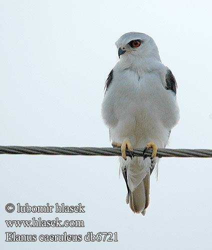 Elanus caeruleus db6721