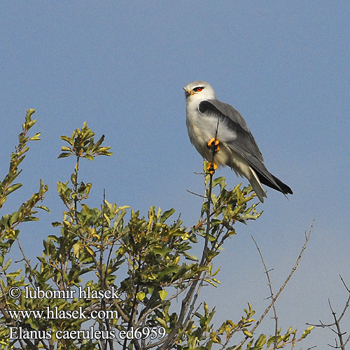 Elanus caeruleus ed6959