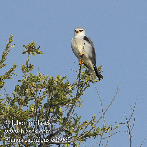 Elanus caeruleus ed6962