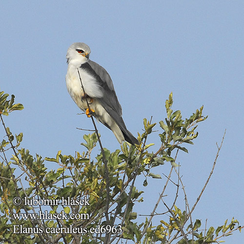 Elanus caeruleus ed6963