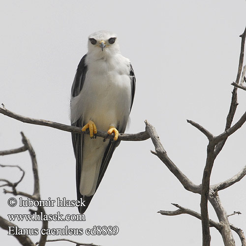 Elanus caeruleus ed8889