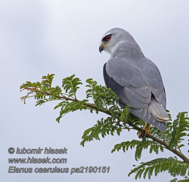 Gleitaar Elanus caeruleus