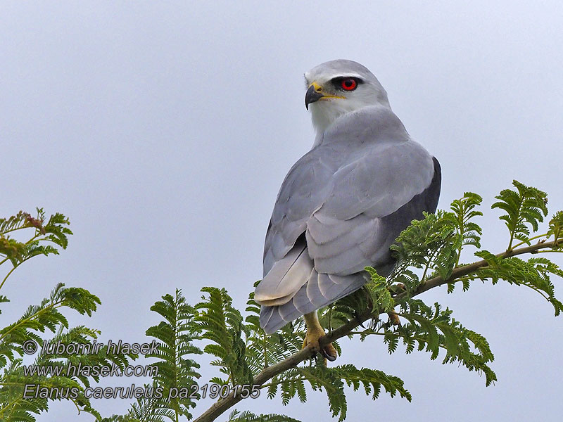 Коршун дымчатый Elanus caeruleus