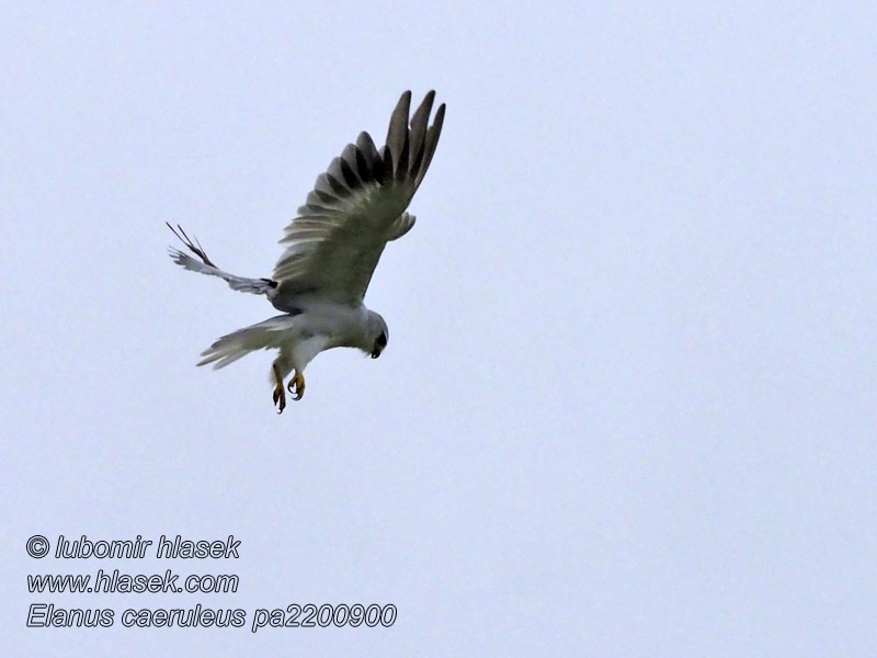 Blouvalk Phakalane Elanus caeruleus