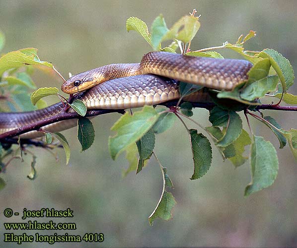 Elaphe longissima 4013 DE: Äskulapnatter UK: Aesculapian Snake ES: Culebra de Esculapio  IT: colubro d' Esculapio CZ: užovka stromová FR: Couleuvre d'Esculape PL: Wąż Esculapa SK: užovka stromová