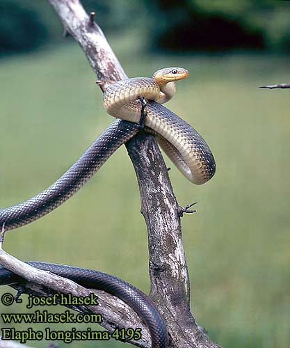 Elaphe longissima 4195 DE: Äskulapnatter UK: Aesculapian Snake ES: Culebra de Esculapio  IT: colubro d' Esculapio CZ: užovka stromová FR: Couleuvre d'Esculape PL: Wąż Esculapa SK: užovka stromová