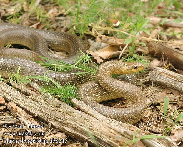 Elaphe longissima ab8245 DE: Äskulapnatter UK: Aesculapian Snake ES: Culebra de Esculapio  IT: colubro d' Esculapio CZ: užovka stromová FR: Couleuvre d'Esculape PL: Wąż Esculapa SK: užovka stromová