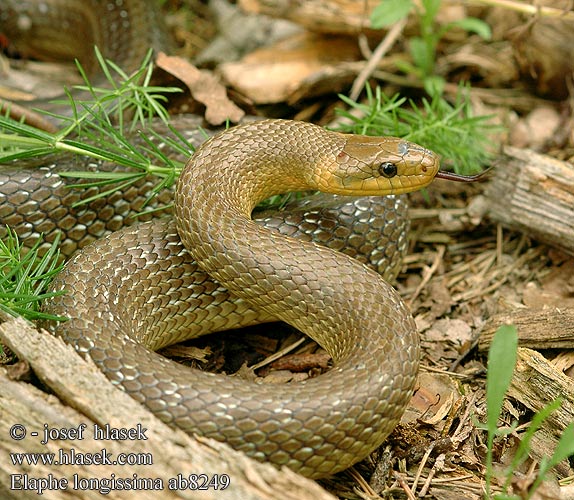 Elaphe longissima ab8249 DE: Äskulapnatter UK: Aesculapian Snake ES: Culebra de Esculapio  IT: colubro d' Esculapio CZ: užovka stromová FR: Couleuvre d'Esculape PL: Wąż Esculapa SK: užovka stromová