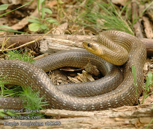 Elaphe longissima ab8258 DE: Äskulapnatter UK: Aesculapian Snake ES: Culebra de Esculapio  IT: colubro d' Esculapio CZ: užovka stromová FR: Couleuvre d'Esculape PL: Wąż Esculapa SK: užovka stromová