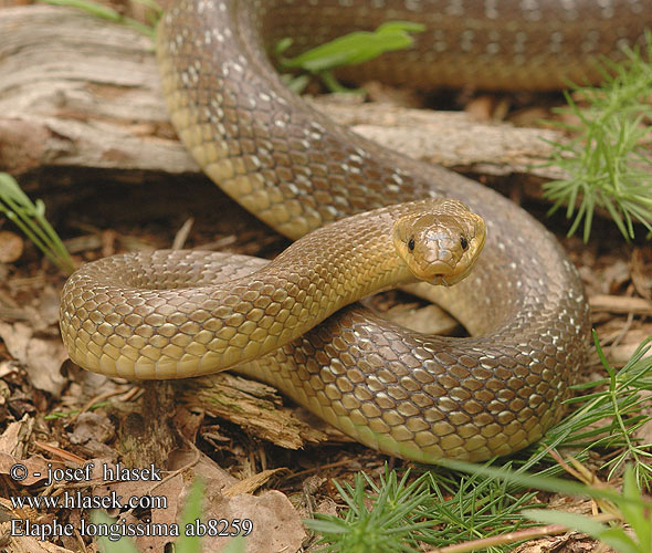 Užovka stromová Elaphe longissima Aesculapian Snake Culebra Esculapio Couleuvre d'Esculape