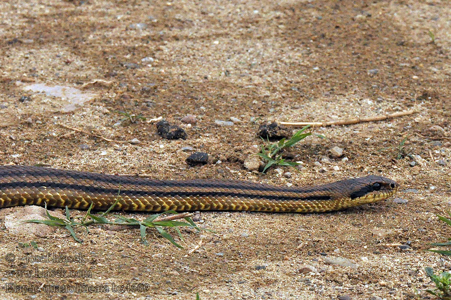 Vierstreifennatter Four-lined Snake Elaphe quatuorlineata