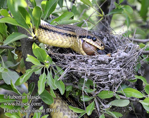 Elaphe quatuorlineata Vierstreifennatter Four-lined Snake Cervone Colubro dalle quattro linee Užovka pardálí