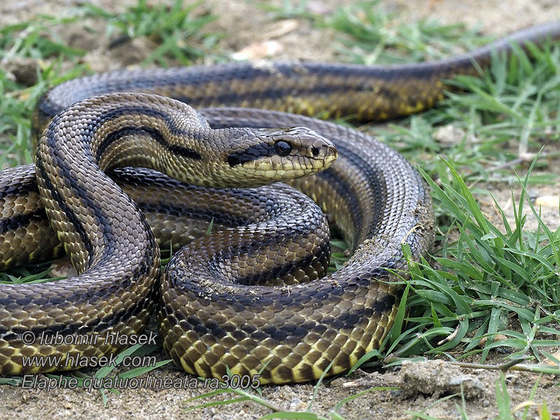 Užovka pardálí Четырехполосый полоз Elaphe quatuorlineata