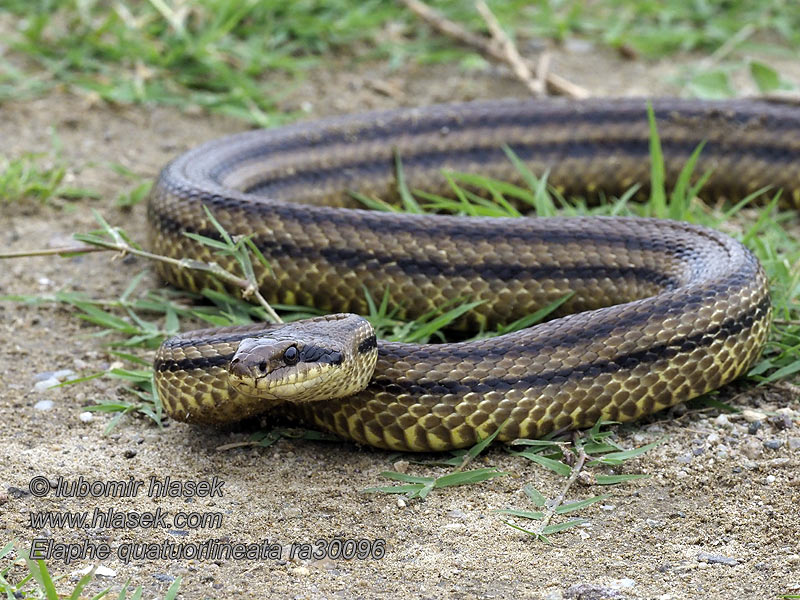 Λαφιάτης Užovka štvorpása Négycsíkos sikló Elaphe quatuorlineata