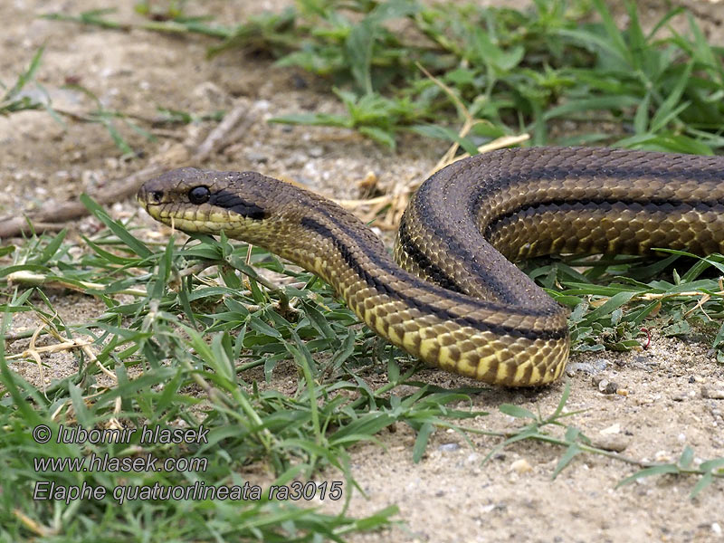 Ивичест смок кощерица Couleuvre quatre raies Elaphe quatuorlineata