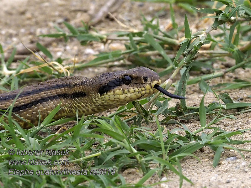 Vierstreepslang Wąż stepowy Połoz czteropręgi Elaphe quatuorlineata