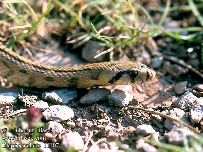 Elaphe scalaris Treppennatter Ladder Snake Culebra escalera Užovka iberská Couleuvre échelons Bébik eladók Лестничный полоз