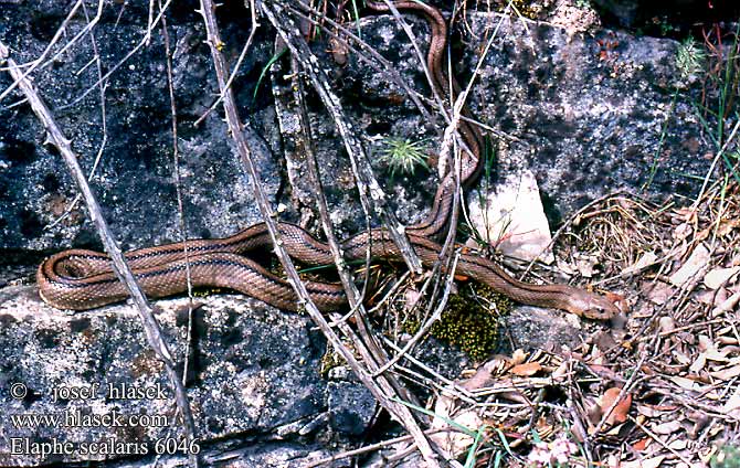 Elaphe scalaris Treppennatter Ladder Snake Culebra escalera Užovka iberská Couleuvre échelons Bébik eladók Лестничный полоз