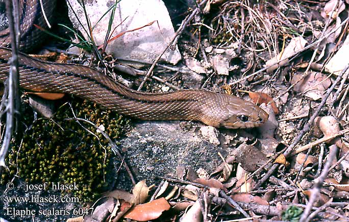 Elaphe scalaris Treppennatter Ladder Snake Culebra escalera Užovka iberská Couleuvre échelons Bébik eladók Лестничный полоз