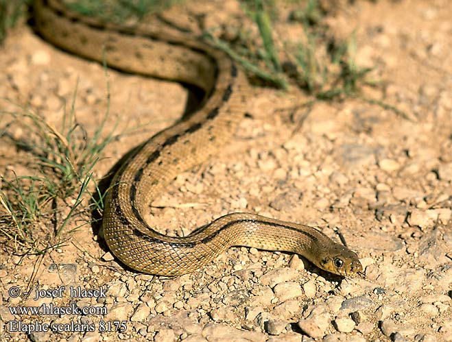 Elaphe scalaris Treppennatter Ladder Snake Culebra escalera Užovka iberská Couleuvre échelons Bébik eladók Лестничный полоз