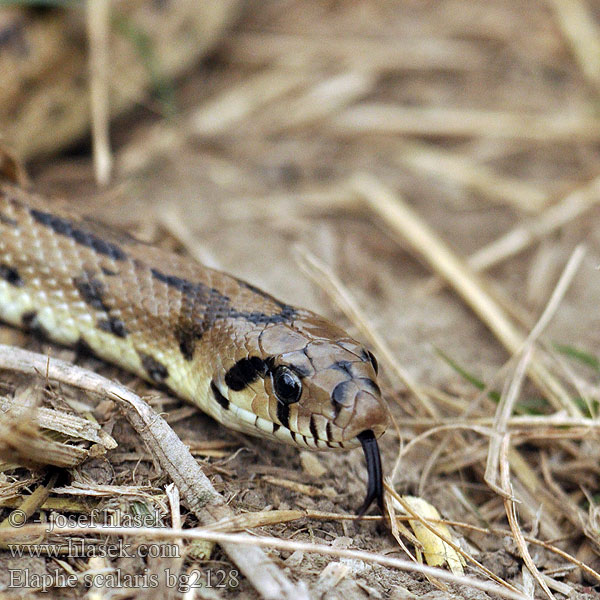 Užovka iberská Couleuvre échelons Bébik eladók Лестничный полоз Elaphe scalaris Treppennatter Ladder Snake Culebra escalera