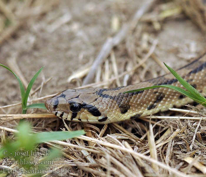 Couleuvre échelons Bébik eladók Лестничный полоз Elaphe scalaris Treppennatter Ladder Snake Culebra escalera Užovka iberská