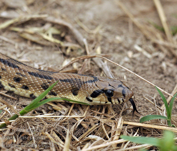 Bébik eladók Лестничный полоз Elaphe scalaris Treppennatter Ladder Snake Culebra escalera Užovka iberská Couleuvre échelons