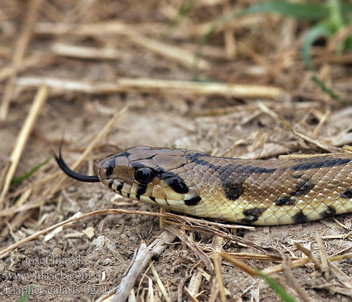 Лестничный полоз Elaphe scalaris Treppennatter Ladder Snake Culebra escalera Užovka iberská Couleuvre échelons Bébik eladók