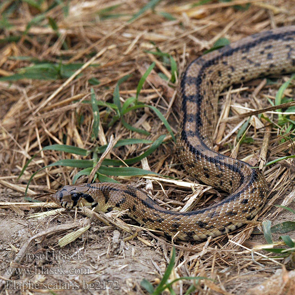 Treppennatter Ladder Snake Culebra escalera Užovka iberská Couleuvre échelons Bébik eladók Лестничный полоз Elaphe scalaris