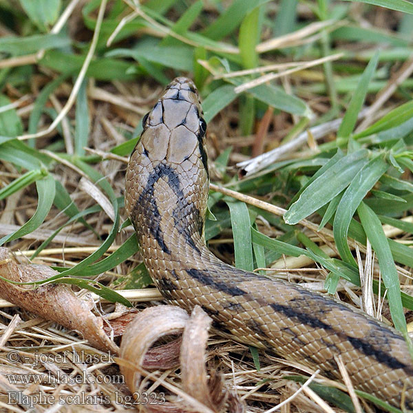 Ladder Snake Culebra escalera Užovka iberská Couleuvre échelons Bébik eladók Лестничный полоз Elaphe scalaris Treppennatter