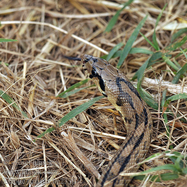 Culebra escalera Užovka iberská Couleuvre échelons Bébik eladók Лестничный полоз Elaphe scalaris Treppennatter Ladder Snake