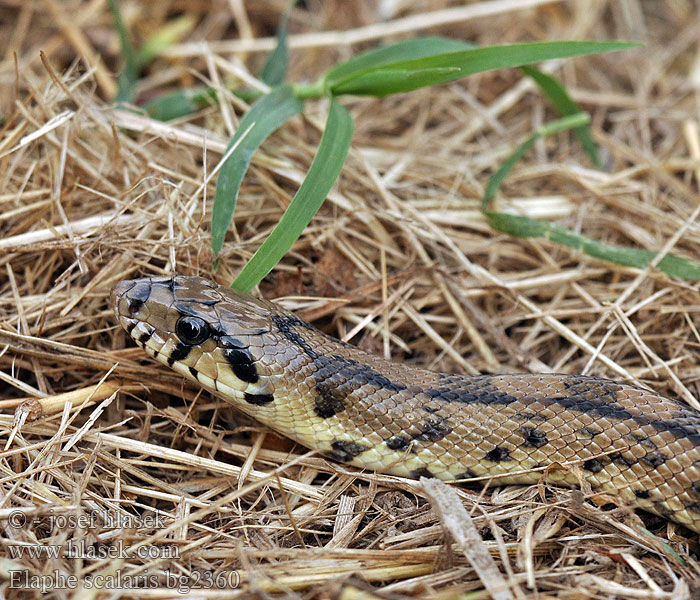 Elaphe scalaris Culebra escalera Užovka iberská Couleuvre échelons Bébik eladók Лестничный полоз Treppennatter Ladder Snake