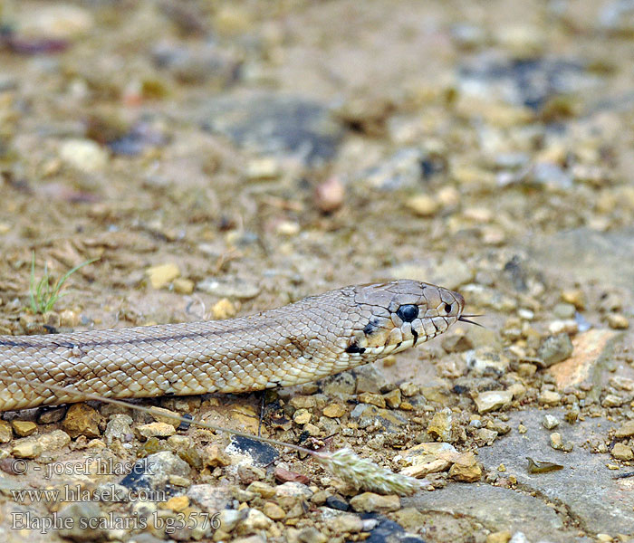 Elaphe scalaris Užovka iberská Couleuvre échelons Bébik eladók Лестничный полоз Treppennatter Ladder Snake Culebra escalera