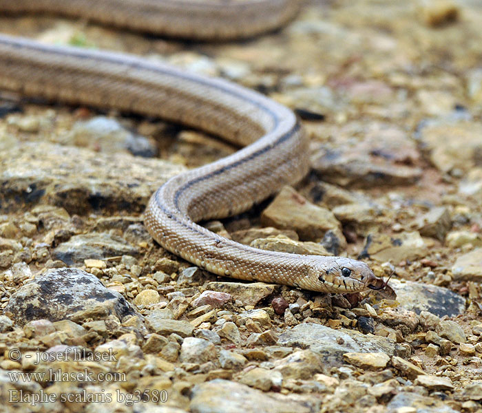 Elaphe scalaris Couleuvre échelons Bébik eladók Лестничный полоз Treppennatter Ladder Snake Culebra escalera Užovka iberská