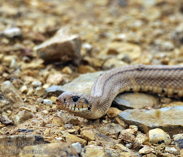 Elaphe scalaris Bébik eladók Лестничный полоз Treppennatter Ladder Snake Culebra escalera Užovka iberská Couleuvre échelons