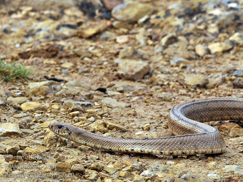 Elaphe scalaris Trapslang Лестничный полоз Treppennatter Ladder Snake Culebra escalera Užovka iberská Couleuvre échelons Bébik eladók