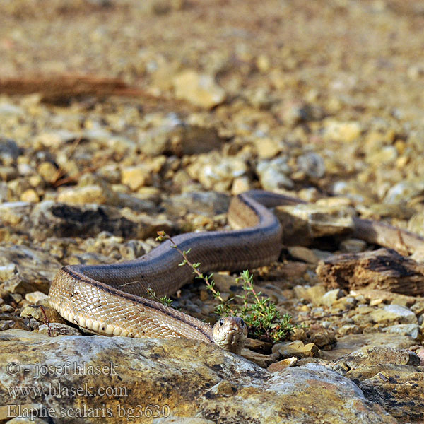 Trapslang Лестничный полоз Treppennatter Ladder Snake Culebra escalera Užovka iberská Couleuvre échelons Bébik eladók Elaphe scalaris