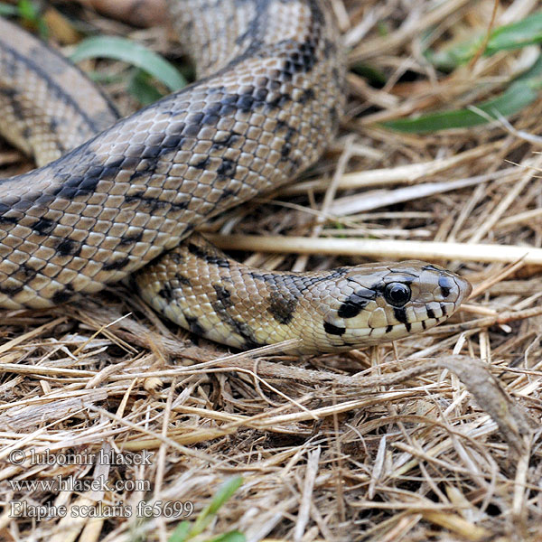 Elaphe scalaris Treppennatter Ladder Snake Culebra escalera Užovka iberská Couleuvre échelons Bébik eladók Лестничный полоз 