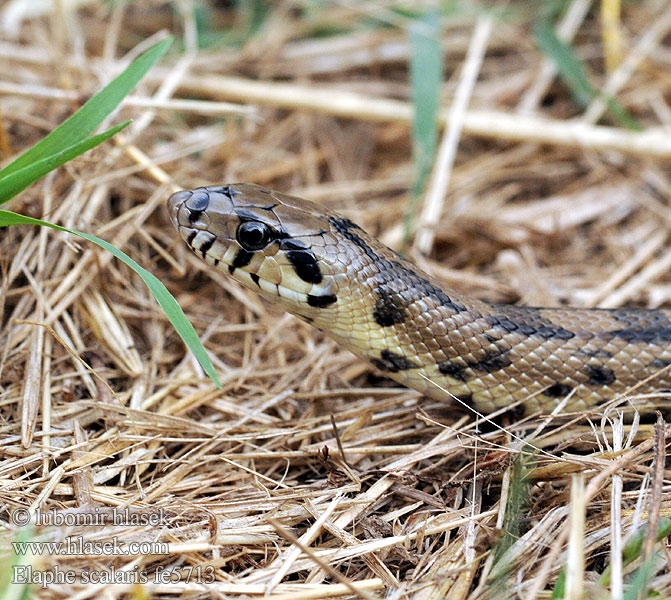 Užovka iberská Couleuvre échelons Bébik eladók Лестничный полоз Elaphe scalaris Treppennatter Ladder Snake Culebra escalera