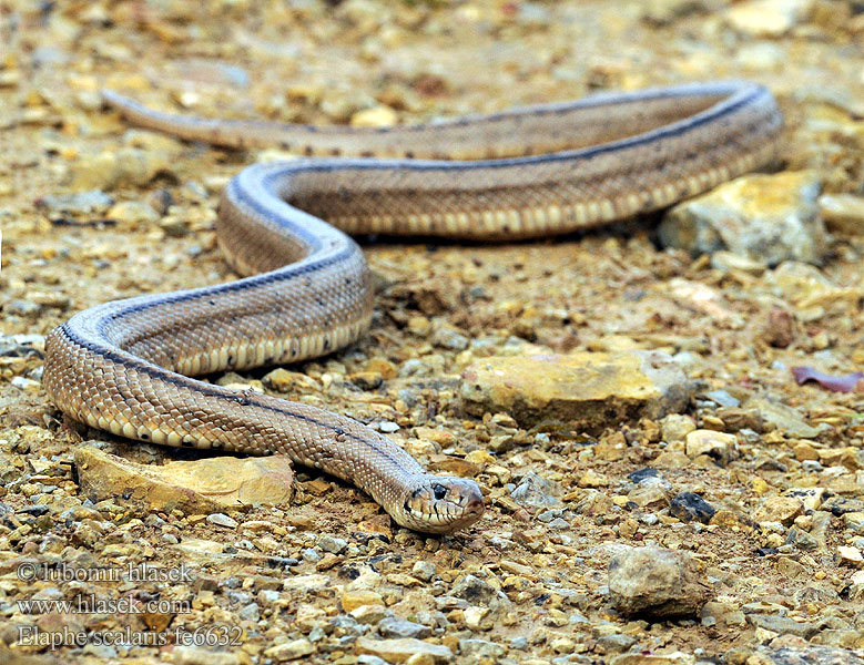 Couleuvre échelons Bébik eladók Лестничный полоз Elaphe scalaris Treppennatter Ladder Snake Culebra escalera Užovka iberská