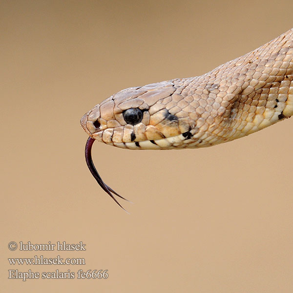 Elaphe scalaris Treppennatter Ladder Snake Culebra escalera Užovka iberská Couleuvre échelons Bébik eladók Лестничный полоз