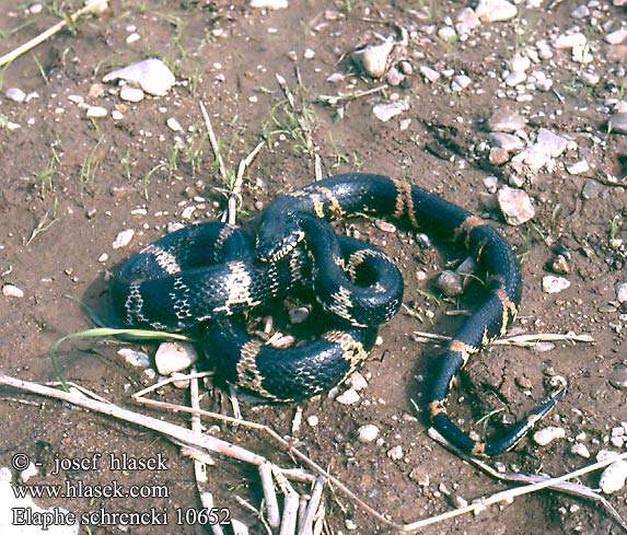 Elaphe schrencki 10652 CZ: Užovka amurská UK: Amur Ratsnake rat snake DK: Russisk rottesnog NL: Russische rattenslang PL: Połoz amurski DE: Armurnatter RU: Амурский полоз Шренка