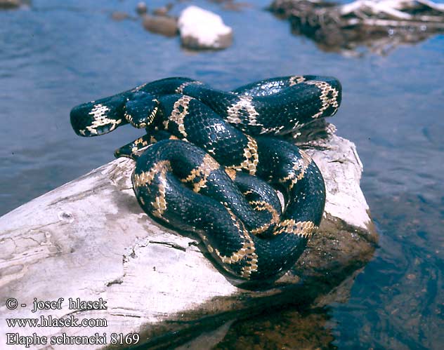 Elaphe schrencki 8169 CZ: Užovka amurská UK: Amur Ratsnake rat snake DK: Russisk rottesnog NL: Russische rattenslang PL: Połoz amurski DE: Armurnatter RU: Амурский полоз Шренка