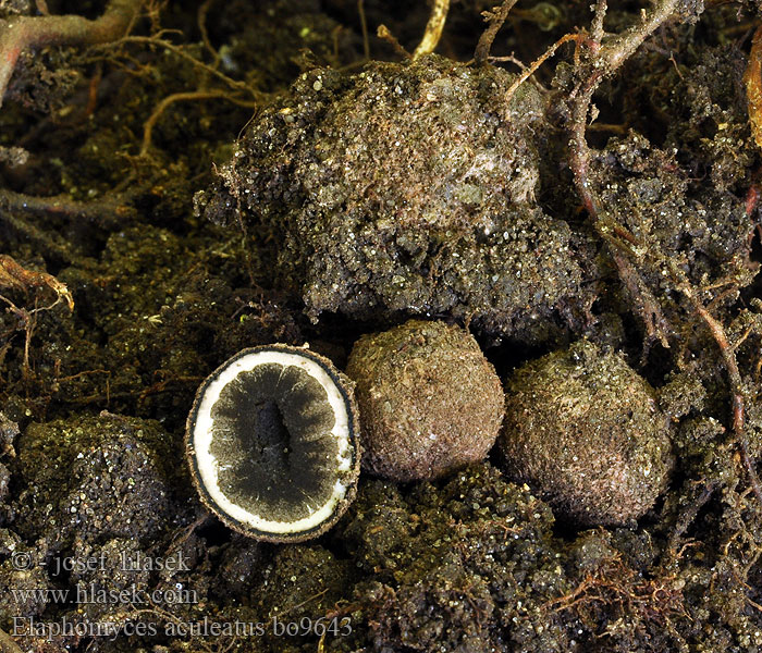 Elaphomyces aculeatus Srnka ostnatá