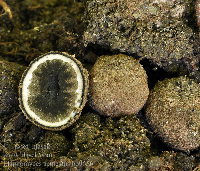 Elaphomyces aculeatus Srnka ostnatá